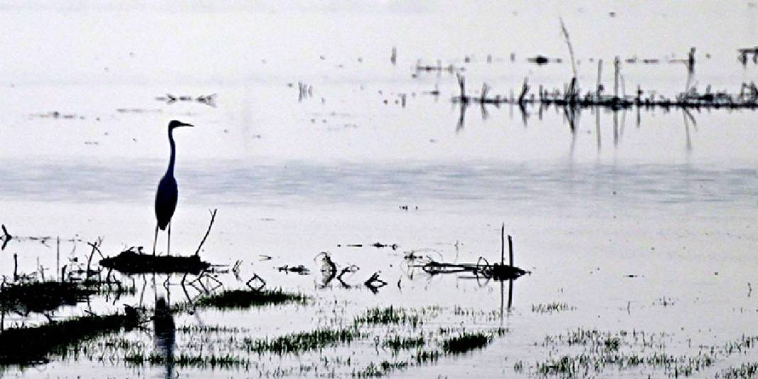 Yağışlar yeniden suyla doldurdu: Gavur Gölü kuşların sesiyle coştu! 4